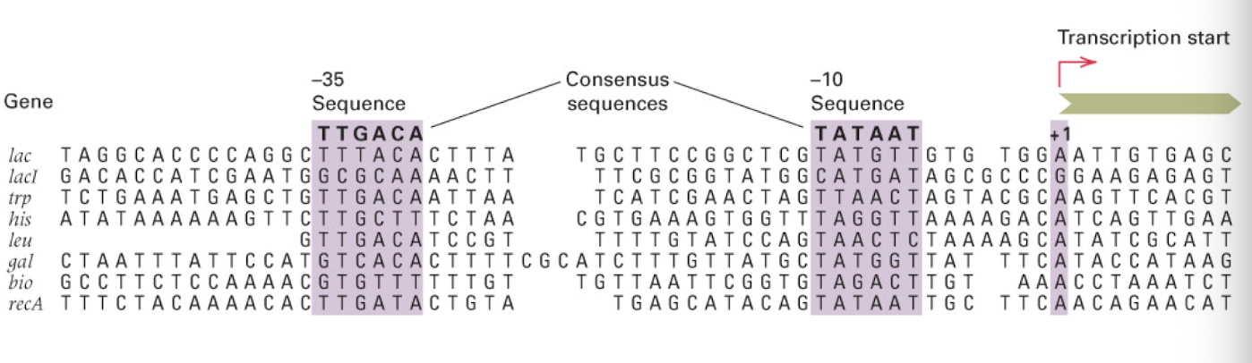 <p>-35 and -10 nt regions determine promoter strength</p><p>consensus sequences</p><p>share sequence homology, but not identical</p><p>sigma factor protein: help to recruit RNA polymerase to promoter region</p><p><strong>the more closely a sequence resembles these sequences, the stronger the promoter (???)</strong></p>
