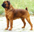 <p>welk type hond is dit</p>