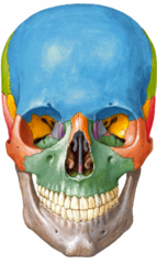 <p>a part of the zygomatic bone</p><p>what is the red-orange structure?</p>