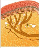 <p>Slow-adapting mechanoreceptors that are important for detecting form, texture, edges, and light touch.</p><ul><li><p>Only receptor cells located in the epidermis</p></li><li><p>Highest spatial resolution</p></li><li><p>Highest density in glabrous tissue</p></li></ul><p></p>