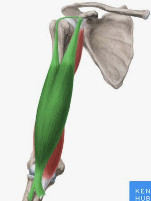 <p>Which muscle is this?</p>