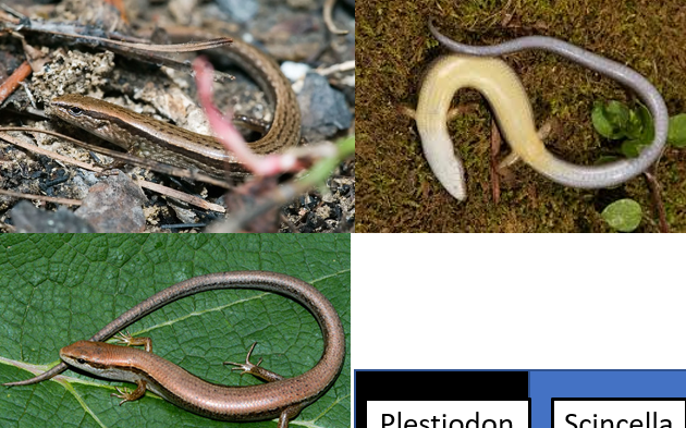 <p>E 1/3 and S central</p><p>Small with thin legs</p><p>Tan/coper back, dark eye stripe to tail</p><p>Cream/yellow belly</p><p>Loves leaf litter</p>