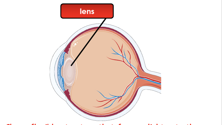 <p>Transparent structure that changes shape to focus light onto the retina.</p>