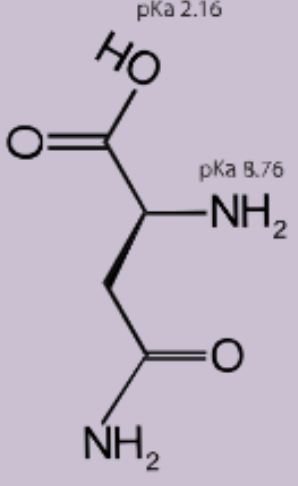<p>3 letter code: Asn</p><p>1 letter code: N</p><p></p>