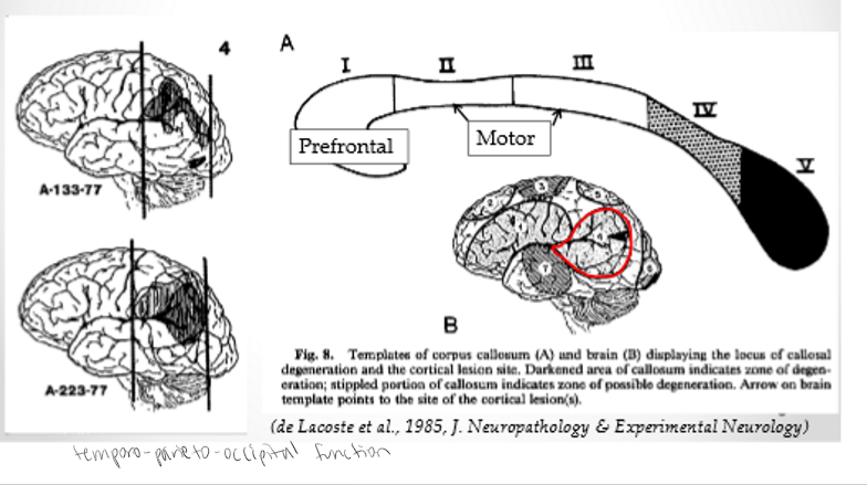 <p>Rostral and mid body. Connecting motor areas of the brain. Motor area</p>