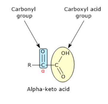 <p>Whatare known as the metabolic counterparts of amino acids </p>