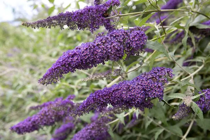 <p>Buddleja Davidii</p><p>Butterfly bush</p><p><span>Elegant, narrowly conical, deciduous tree up to 25m in height, with slender drooping twigs. Peeling white bark, becomes black and rugged at the base. Diamond-shaped, toothed, mid-green leaves, turn yellow in autumn. Flowers in catkins are yellow-brown and appear in early spring</span></p>