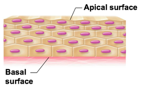 <p>contact with neighboring tissue </p>
