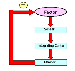 <p>Regulation that restores the set point → opposes the direction of the stimulus (variables = blood pH, blood pressure, blood sugar, water, hormone levels, body temperature.)</p>