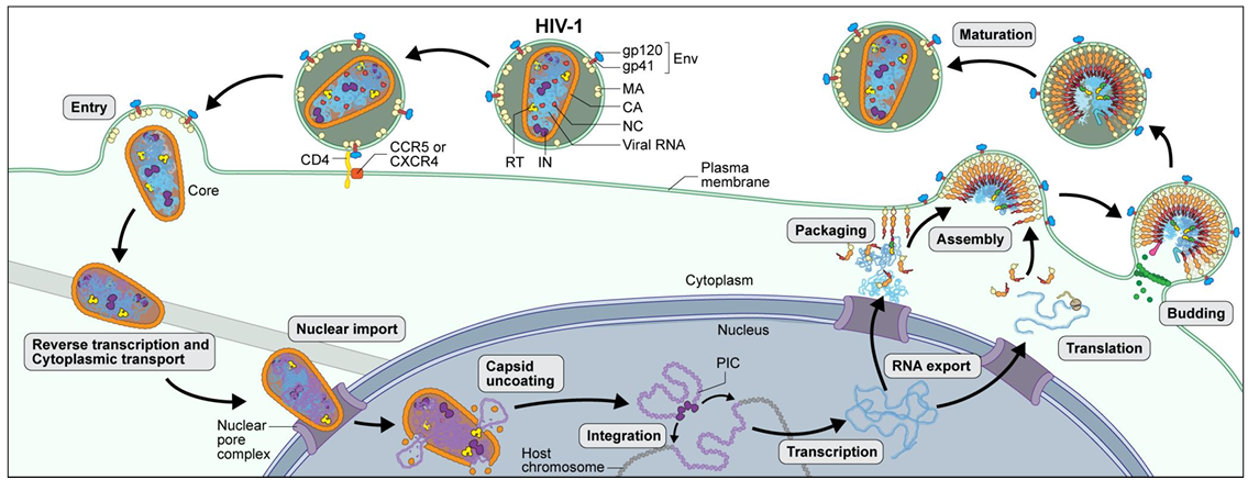 <ol><li><p>Binding and entry</p></li><li><p>Reverse transcription </p></li><li><p>Integration: insertion of the viral DNA to the host DNA</p></li><li><p>Replication and transcription</p></li><li><p>Assembly and budding</p></li><li><p>Maturation</p></li></ol><p></p>
