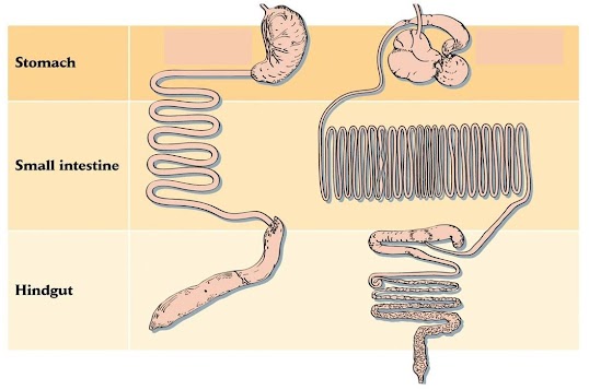 <p><span>The digestive system on the left is most likely from a/an ___.</span></p>