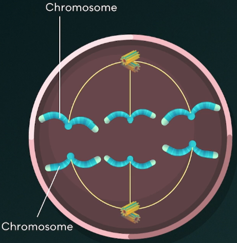 <ul><li><p><span style="background-color: transparent;">Microtubules shorten.</span></p></li><li><p><span style="background-color: transparent;">Chromatids are pulled apart.</span></p></li><li><p><span style="background-color: transparent;">Each sister chromatid is now considered to be an individual chromosome.</span></p></li><li><p><span style="background-color: transparent;">Chromosomes are pulled to opposite ends of the cell.</span></p></li></ul><p></p>