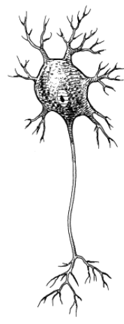 <p>what type of neuron is this</p>