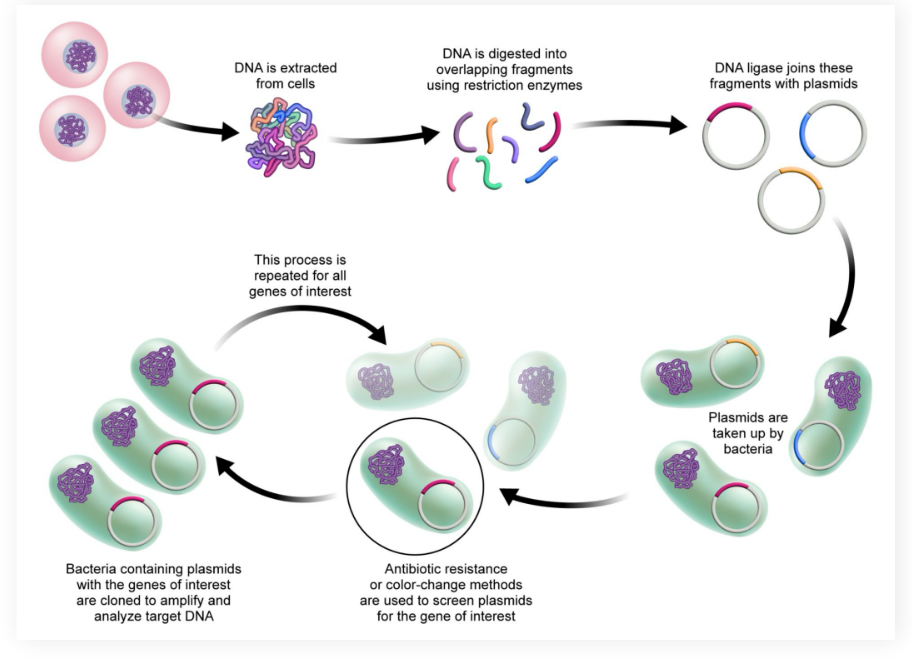 <p>● Store the DNA of an organism’s genome</p><p>● DNA fragments are incorporated into plasmids</p><p>● These fragments can be screened for using antibiotic resistance and color changing techniques</p><p>● They can they be cloned by bacterial cloning</p>