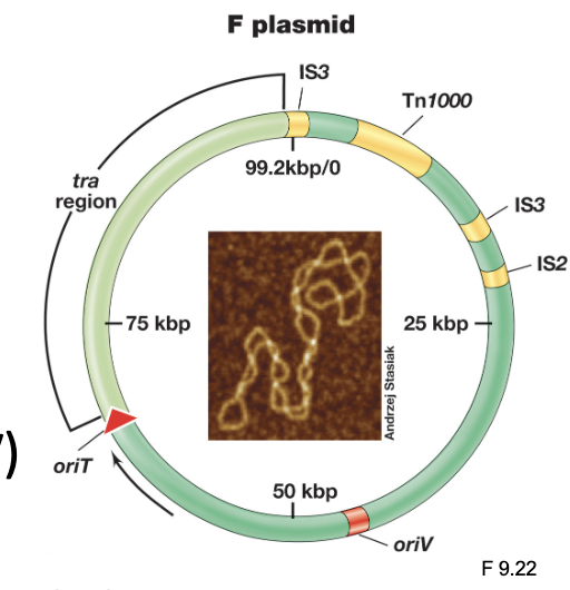<ul><li><p>Contains a tra (transfer) region which encodes the F pilus (conjugative pili) and Type IV secretion system</p></li><li><p>The plasmid contains an origin of replication (oriV) that allows it to replicate independently within the cell, and an origin of transfer (oriT) where DNA transfer is initiated</p></li><li><p>The F plasmid also includes insertion sequences (IS) and transposons (Tn) that can facilitate genetic rearrangements</p></li></ul><p></p>