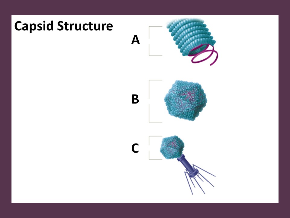<p>Identify the viral capsid structure shape labeled “A”.</p>