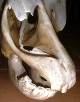 <p><span style="background-color: transparent; font-family: "Times New Roman", serif;">Lateral deviation of premaxillary + incisive bones of skill (one side of nose longer)</span></p><ul><li><p><span style="background-color: transparent; font-family: "Times New Roman", serif;">Congenital malformation</span></p></li><li><p><span style="background-color: transparent; font-family: "Times New Roman", serif;">Can result in difficulty breathing</span></p></li><li><p><span style="background-color: transparent; font-family: "Times New Roman", serif;">Malocclusion is guaranteed</span></p></li><li><p><span style="background-color: transparent; font-family: "Times New Roman", serif;">Requires reconstructive surgery if severe</span></p></li></ul><p></p>