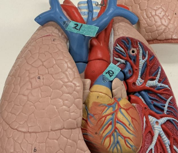 <p>__________ is the tissue that lines the inside of the organ labeled 21.</p>