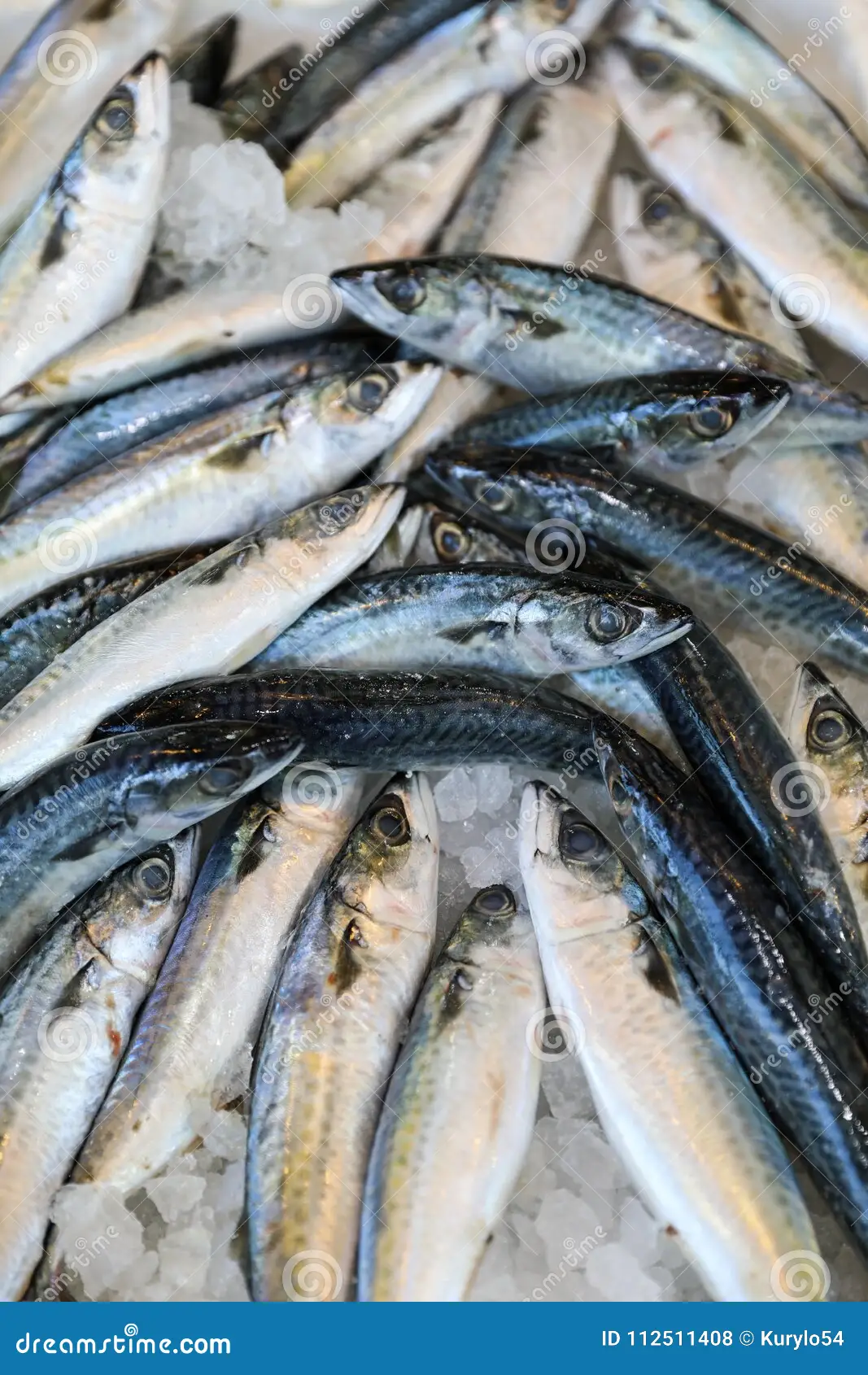 <p><strong><em><u>Blue dorsally, wavy faded diagram stripes, small warm to gray dots across lateral </u></em></strong></p><p><strong><em><u>got it all? = excess = chub its doin too much </u></em></strong></p><ul><li><p></p></li><li><p><strong>General:</strong> Small, fast schooling fish with a streamlined rounded body, wavy vertical markings on the back</p></li><li><p><strong>Size:</strong> Avg. adult <strong>25–40 cm (10–16 in; 0.8–1.3 ft)</strong>, <strong>0.3–1 kg (0.7–2.2 lb)</strong>;</p><ul><li><p>large adults commonly reach (16–20 in; 1.3–1.6 ft) and (2.2–4.4 lb).</p></li></ul></li><li><p><strong>Key IDs:</strong></p><ul><li><p><strong>Wavy, vertical to cloudy dark lines on upper back</strong>.</p></li><li><p><strong>Small round spots </strong>on lower sides/belly,<strong> yellow pigement</strong></p></li><li><p>Strongly forked caudal tail.</p></li><li><p>Two dorsal fins: <strong>first spiny, second followed by finlets.</strong></p></li><li><p>No swim bladder (important biological trait, often used in fisheries ID).</p></li></ul></li><li><p><strong>Memory cue:</strong> <strong>Wavy back + yellow tint + belly spots</strong></p></li></ul><p></p>