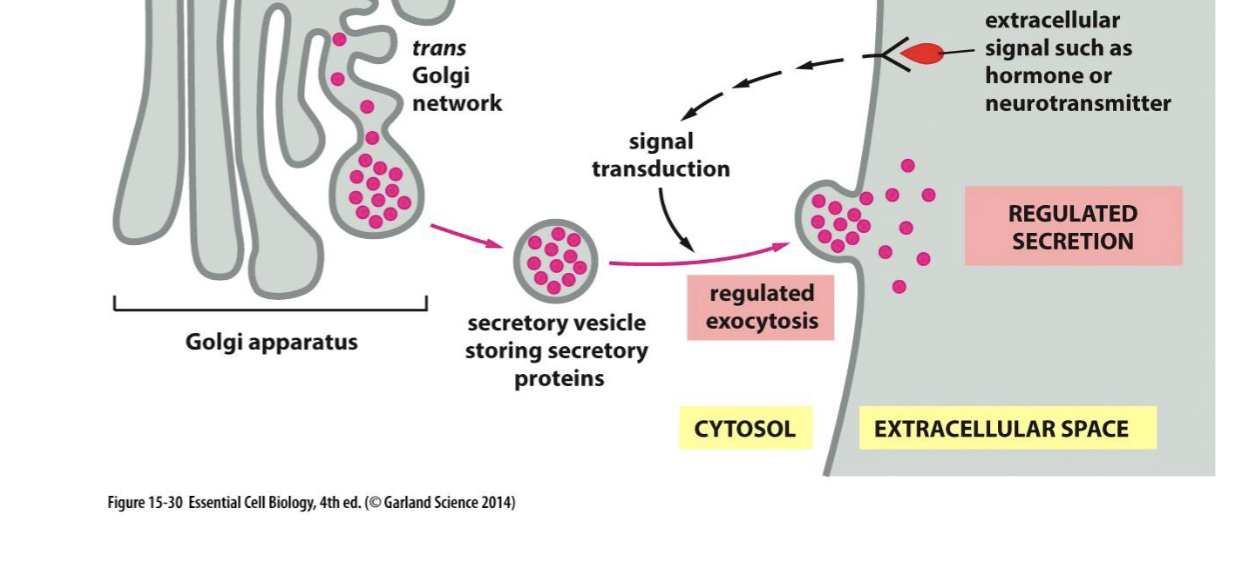 <p>regulated pathway exocytosis</p>