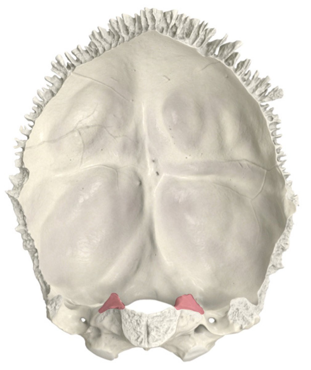 <p>grens met pars lateralis</p>