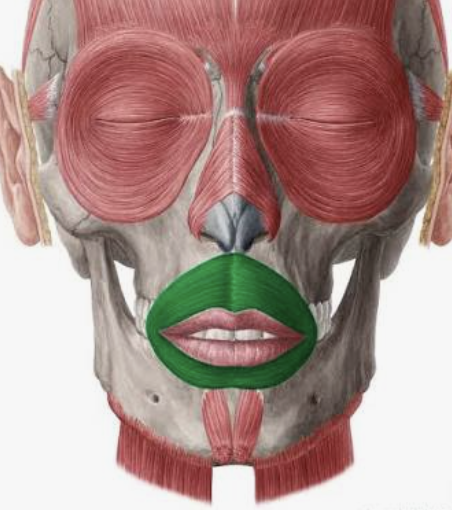 <p>Which muscle is this?</p>