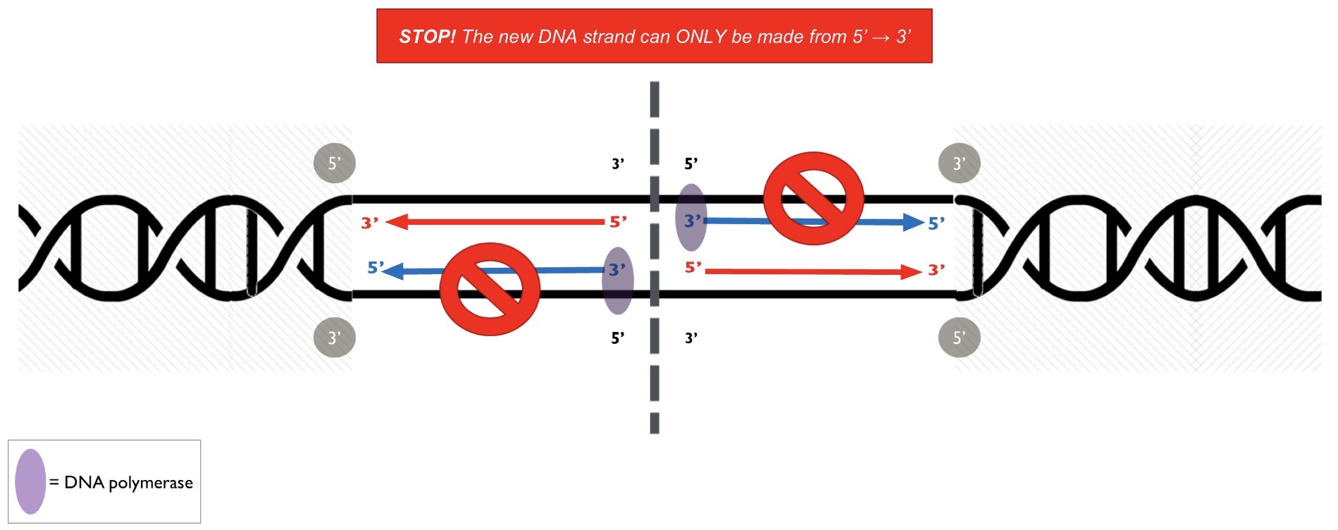 <p>what synthesizes the what strand, DNA polymerase needs to start at the orgin, but for the blank strands, DNA polymerase must start and stop the strand copy in increments</p>