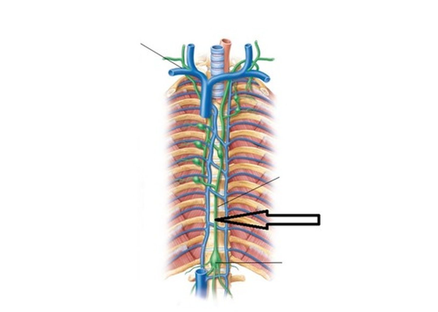<p>Drains entire body except right upper quadrant</p><p>Empties at left venous angle (left ij + left subclavian)</p><p>Passes through aortic hiatus (T12)</p><p>Most clinically important duct</p>