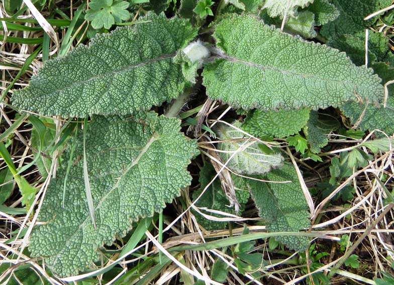 <p>Salvia pratensis </p>