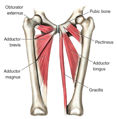 <p>Adductor magnus *</p><p>Adductor brevis*</p><p>Adductor longus*</p><p>Gracilis</p><p>Pectineus </p><p>Obturator externus</p><p>Quadratus femoris</p><p></p>