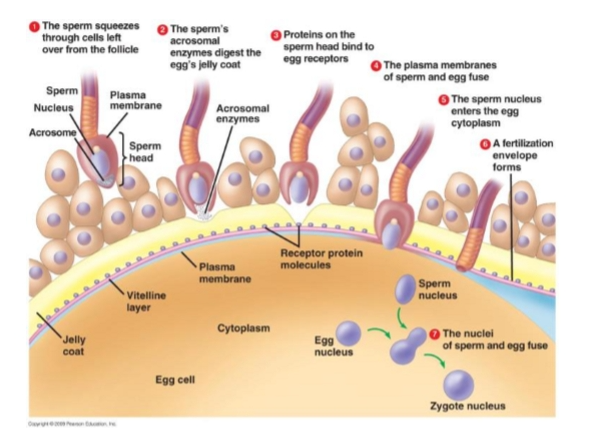 <ol><li><p>Acrosome Reaction</p></li><li><p>Zona reaction</p></li><li><p>Vitelline Block</p></li><li><p>Pronuclear development &amp; syngamy</p></li></ol><p></p><p>tep 1: Acrosome Reaction</p><p>Triggered when sperm contacts the zona pellucida.</p><p>Key proteins:</p><p>	• ZP3 = docking protein</p><p>		○ First contact.</p><p>		○ Binds the sperm at the apical region (between acrosome + nucleus).</p><p>		○ Think: “ZP3 = Velcro → holds sperm in place.”</p><p>	• ZP2 = detonator protein</p><p>		○ Triggers the acrosome reaction.</p><p>		○ Causes the sperm to release enzymes.</p><p>What happens during the acrosome reaction?</p><p>	• Outer acrosomal membrane fuses with sperm plasma membrane.</p><p>	• Releases enzymes: </p><p>		○ Acrosin (main one) → digests zona pellucida.</p><p>		○ Hyaluronidase → helps break apart cumulus cells.</p><p>	• Hyperactivated motility pushes sperm through the hole it creates.</p><p><span data-name="four" data-type="emoji">4⃣</span> Step 2: Zona Reaction (First Block to Polyspermy)</p><p>Triggered when the FIRST sperm enters the perivitelline space.</p><p>Cortical granules (just under the vitelline membrane):</p><p>	• Release calcium into the perivitelline space.</p><p>Calcium causes:</p><p>	1. Hardening of the zona pellucida </p><p>		○ Zona becomes impenetrable.</p><p>	2. Down‑regulation of ZP3 </p><p>		○ No more sperm can bind.</p><p>Purpose:</p><p><span data-name="check_mark" data-type="emoji">✔</span> Prevents additional sperm from binding to the zona pellucida.</p><p><span data-name="five" data-type="emoji">5⃣</span> Step 3: Vitelline Block (Second Block to Polyspermy)</p><p>Triggered when the sperm nucleus actually touches the vitelline membrane.</p><p>What happens:</p><p>	• The vitelline membrane engulfs the sperm head.</p><p>	• A membrane‑level signal spreads across the oocyte.</p><p>	• Prevents any additional sperm nuclei from fusing with the oocyte cytoplasm.</p><p>Purpose:</p><p><span data-name="check_mark" data-type="emoji">✔</span> Prevents multiple sperm nuclei from entering the oocyte.</p><p><span data-name="six" data-type="emoji">6⃣</span> Step 4: Syngamy</p><p>Final step = formation of the zygote.</p><p>What happens:</p><p>	• Sperm nucleus detaches from the midpiece.</p><p>	• Sperm DNA decondenses → forms the male pronucleus.</p><p>	• Female pronucleus + male pronucleus migrate toward each other.</p><p>	• They fuse → zygote (2N).</p><p><span data-name="seven" data-type="emoji">7⃣</span> Why Polyspermy Is Fatal</p><p>	• Humans: 23 chromosomes from sperm + 23 from oocyte = 46 total.</p><p>	• If multiple sperm enter → too many chromosomes → embryo dies.</p><p><span data-name="eight" data-type="emoji">8⃣</span> Factors That Reduce Block Efficiency</p><p>	• Aged oocyte (older egg = weaker blocks)</p><p>	• Aged female</p><p>	• Heat stress / high temperature</p><p>These increase the risk of polyspermy.</p><p></p>