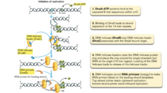 <p>DNA polymerase III (DNA pol III)</p>