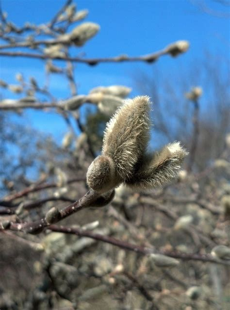 <p>Magnolia stellata </p>