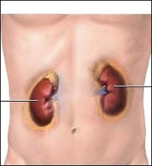 <p>Kidney</p>