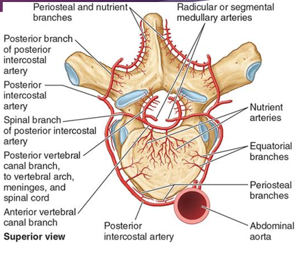 <ul><li><p><span style="color: red;"><strong>Lumbar arteries</strong></span></p><ul><li><p><span style="font-family: "Century Gothic";">Direct branches of abdominal aortal</span></p></li><li><p><span style="font-family: "Century Gothic";">Supplies vertebral bodies, discs, spinal canal</span></p></li></ul></li></ul><p></p>