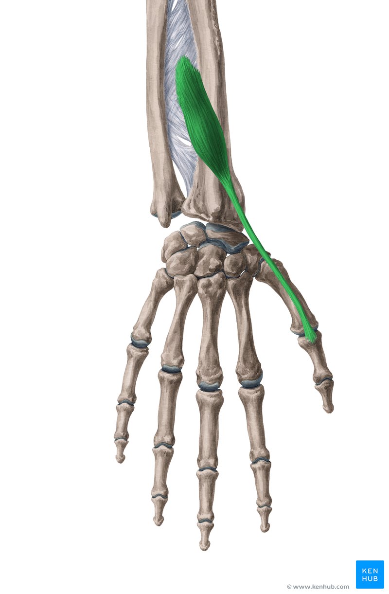 <p><span>M. extensor pollicis brevis</span></p><p><span>Ursprung, Ansatz, Funktion</span></p>