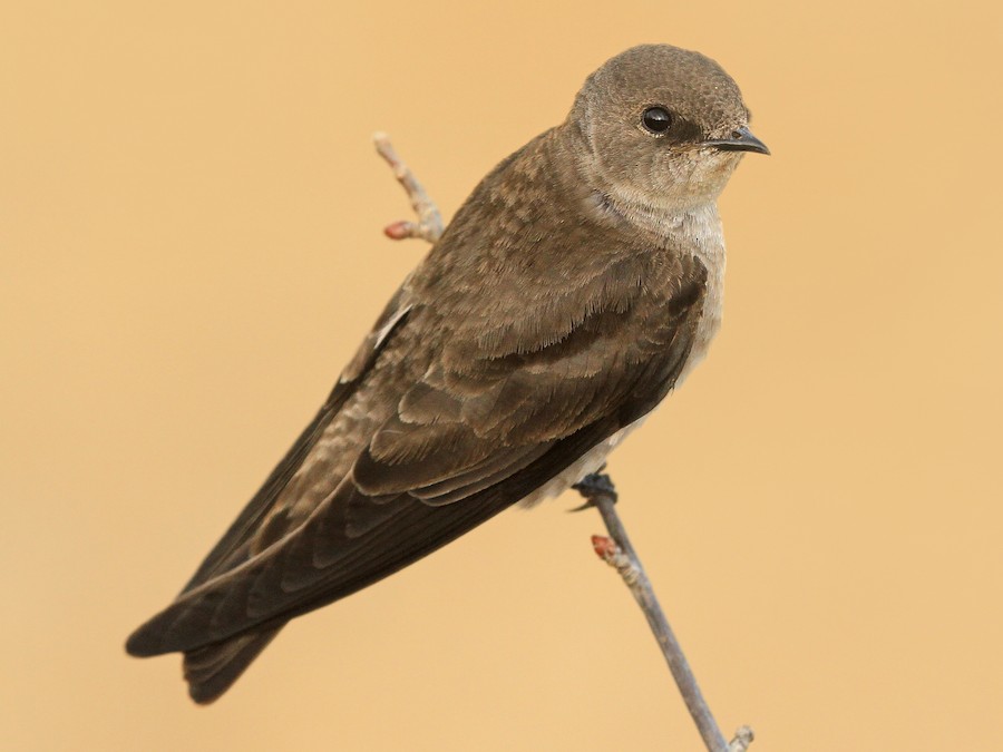 <p>brown with only white chest</p>