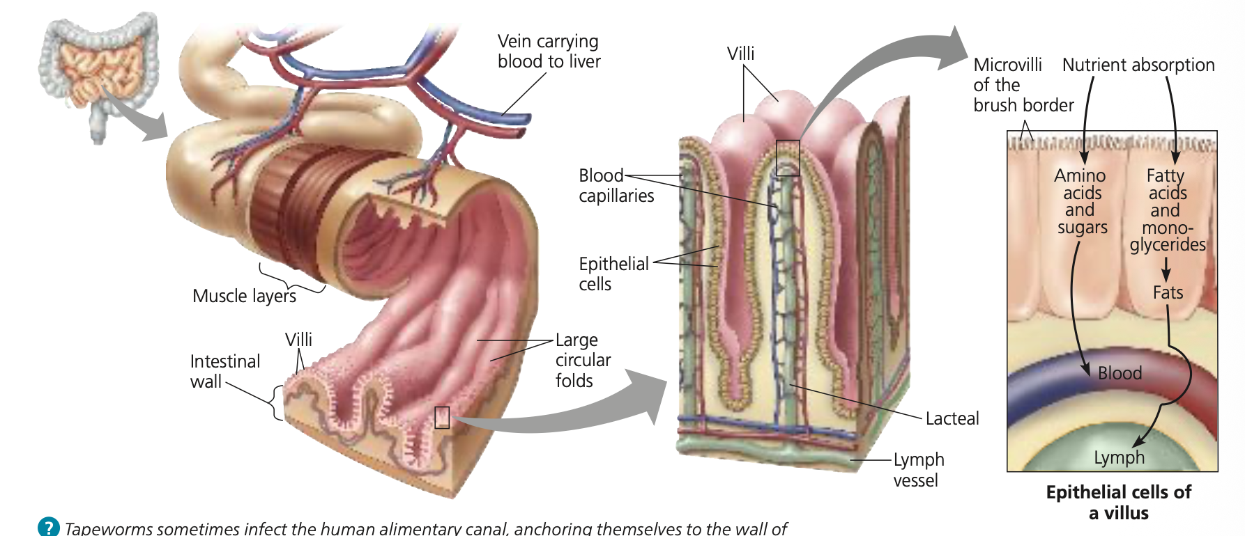 <p>Through surface area.</p><ul><li><p>Folds</p></li><li><p>vili</p></li><li><p>Micro vili</p></li></ul><p></p><p>Transport can be active or passive</p>