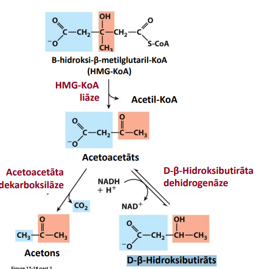 <p>HMG-KoA liāze atšķeļ acetil-KoA no HMG-KoA un veidojas acetoacetāts. Tālāk acetoacetāta dekarboksilāze var to pārvērst acetonā vai D-β-hidroksibutirāta dehidrogenāze var to pārvērst D-β-hidroksibutirātā, izmanotojot NADH+H+.</p>