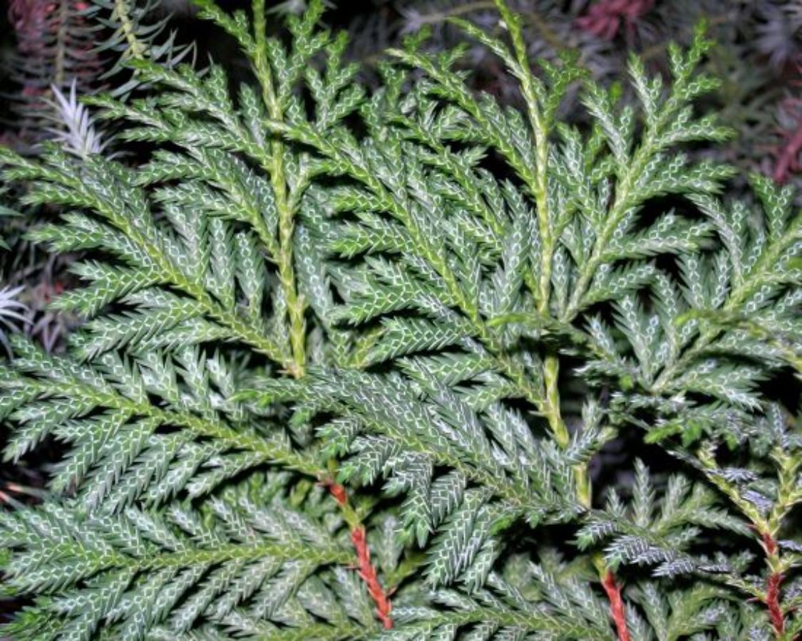 <p>Latin Name: Xanthocyparis nootkatensis</p><p></p>