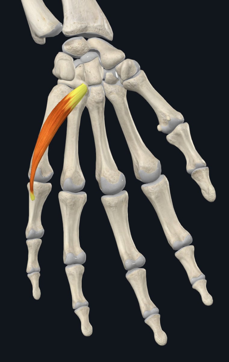 <p>Ulnar side of base of proximal phalanx of little finger</p>