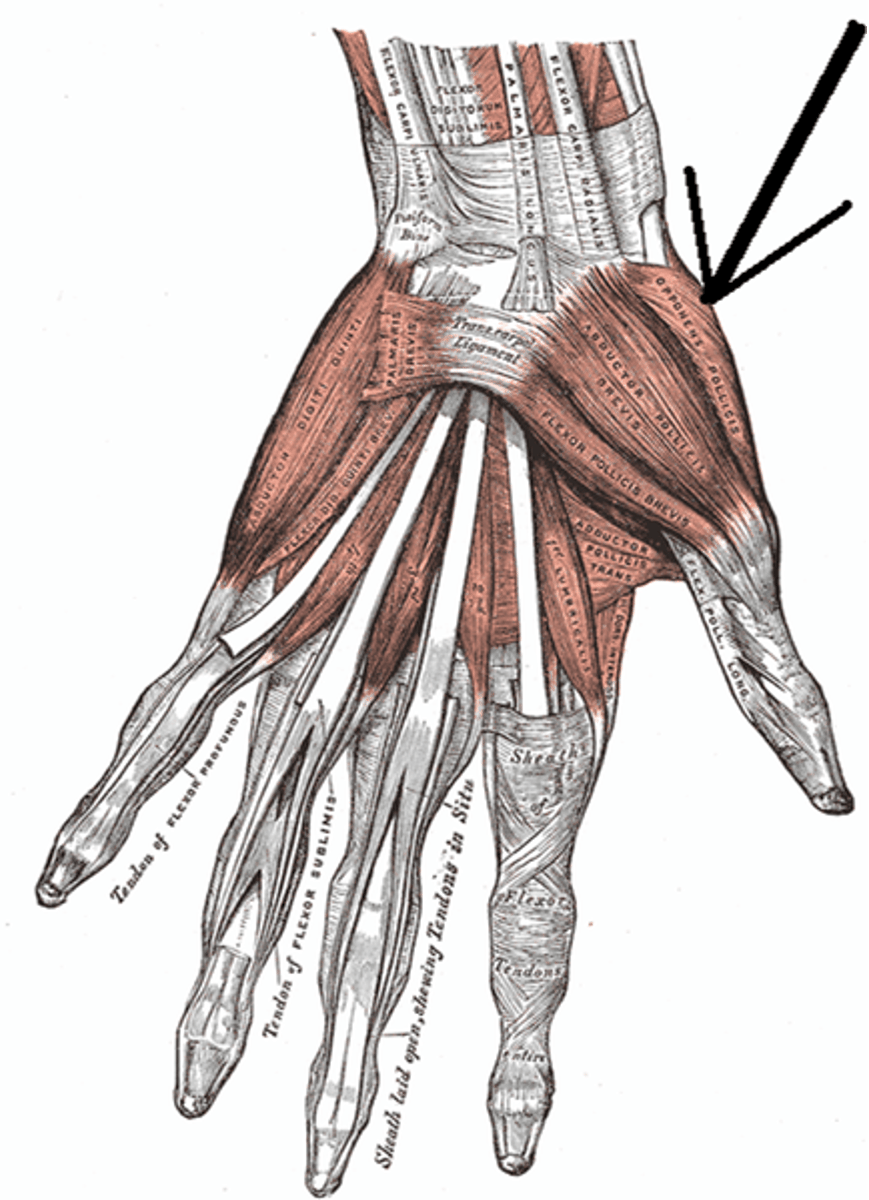 <p>Origin: Flexor retinaculum, scaphoid, and trapezium.</p><p>Insertion: Radial side of shaft of 1st metacarpal.</p><p>Innervation: Median nerve (recurrent branch).</p><p>Action: Opposition of thumb.</p>
