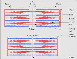 <p>basic functional and contractile unit of stratiated muscle </p>