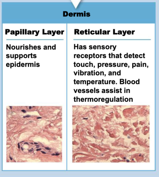 <p>Papillary Layer: Support and nourish</p><p>Reticular Layer: Has sensory receptors that detect touch, pressure, pain, vibration, and temperature.</p>