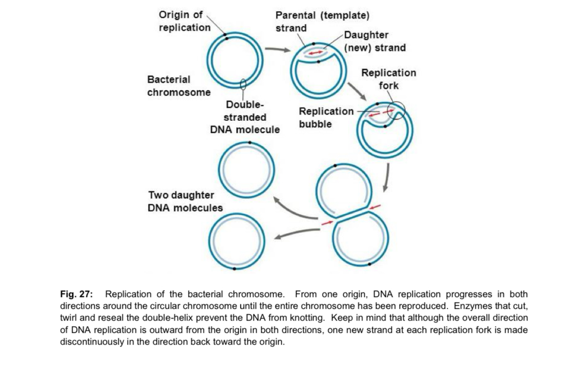 <ul><li><p>prokaryotic chromosome is a small <strong>circular</strong> DNA molecule, with a <strong>single origin of replication </strong></p></li><li><p>DNA replication proceeds <strong>bidirectionally</strong> from the origin of replication to a termination site located approximately halfway around the circular chromosome —> synthesis of 2 daughter DNA molecules </p></li></ul><p></p>