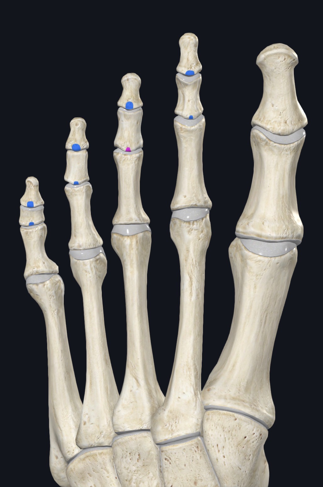 <p>Middle and distal phalanges of lateral four digits</p>