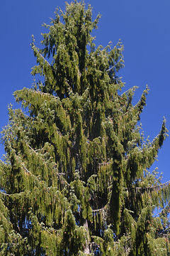 <p>Picea breweriana</p>