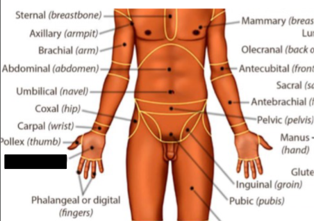 <p>what anatomical region is this?</p>