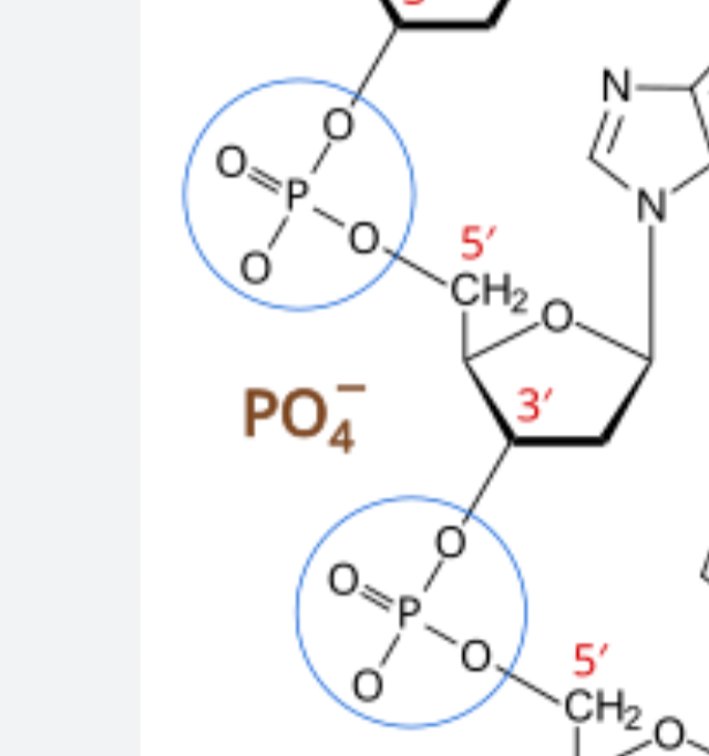 <p>Phosphodiester bonds </p>