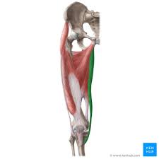 <p>Flexes the thigh and extends the tibia and fibula</p>